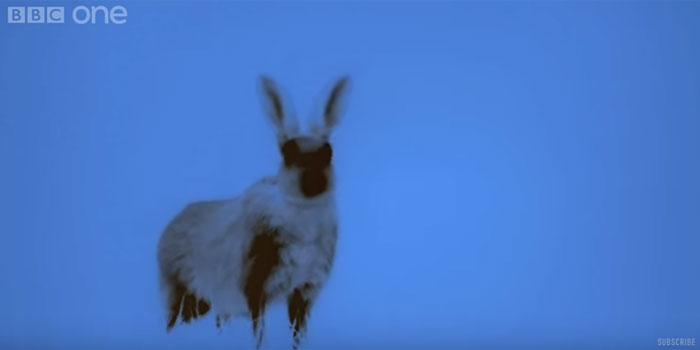 Thermal image of a rabbit filmed as part of the BBC's 'The Great British Year'