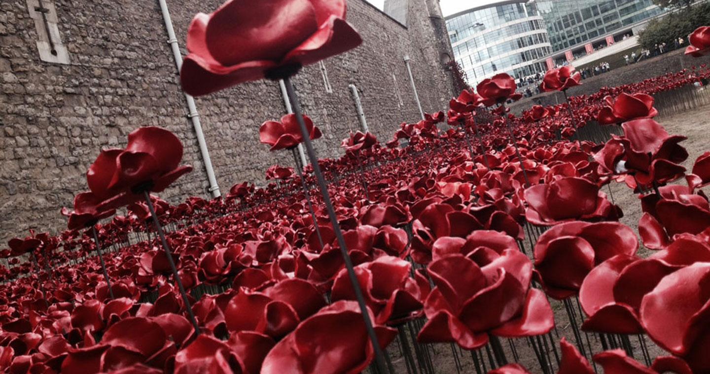 Tower-poppies_1440760